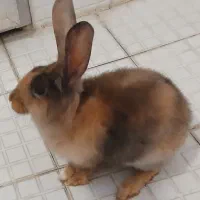 خرگوش نیم لوپ