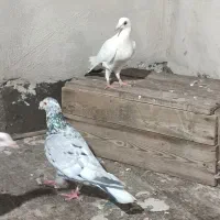کفتر بوم