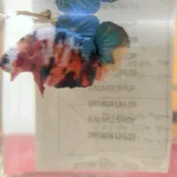 جنگجو بتا فیش درجه یک فایتر