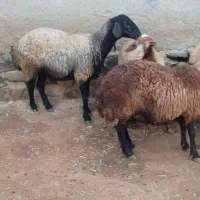 شیشک|حیوانات مزرعه|سردرود, |دیوار