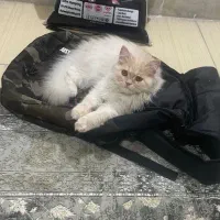 گربه اسکاتیش