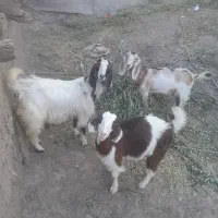 بزغاله ماده پاکستانی و خوشکل