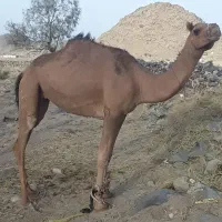 شتر|حیوانات مزرعه|زاهدان, |دیوار