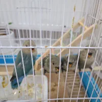 جوجه کوتوله برزیلی