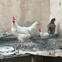 مرغ محلی تخم گذار