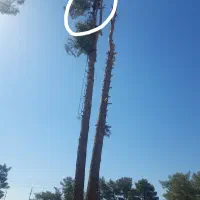 هرس خرید چوب قطع و بریدن درخت سم پاشی چمن وعلف زنی