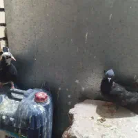 3 عدد کبوتر