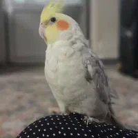 عروس هلندی گمشده