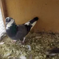 کفتر شازده ماده