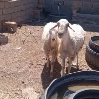میش با بره بزرگ