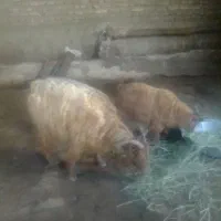 بز پر شیر بچه بزغاله نر