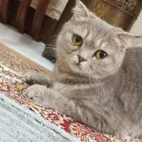 گربه بلو گلد ماده عقیم شده