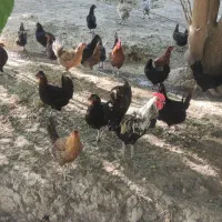 مرغ تخمگذار عربی