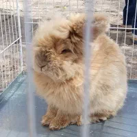 خرگوش بزرگ خوشگل