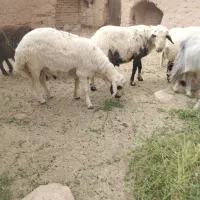 بره و کره