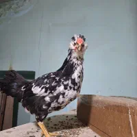 جوجه خروس گلین اصیل