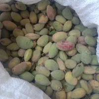بادام تازه