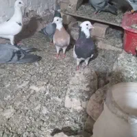 کبوترطوقی