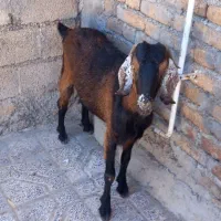 سلام بز سالم وسرحال داروه شده