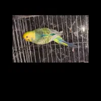 مرغ عشق
