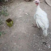 بوقلمون بیوتی