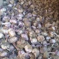 سیر قرمز کله تازه