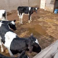 تعدادی گوساله شیری وقطع شیر فروشی