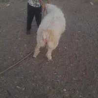 قوچ فروشی