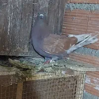 کبوتران ناجلد گالیکش..