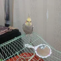 سلام یه عدد عروس هلندی نر