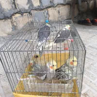 طوطی|پرنده|ایلام, |دیوار