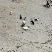 کفتر|پرنده|احمدآبادمستوفی, |دیوار