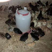جوجه محلی نژاد تخمگذار و گوشتی
