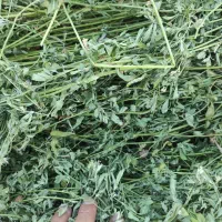 خوراک دام یونجه علوفه