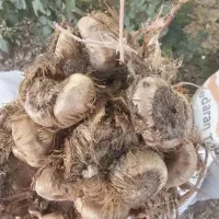 پیاز زعفران