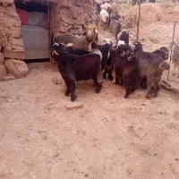 فروش‌بز‌بیگ