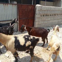 بزبرای فروش