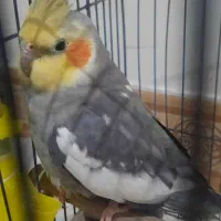 عروس هلندی نر۴ ،،‌،،۵ ماهه