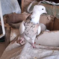 کبوتر طوقی