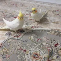 جوجه عروس هلندی ۲ماهه