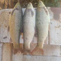 ماهی شیربت