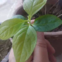 جویای کار هستم در منزل خودم