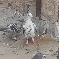 کفتر المانی مسافتی