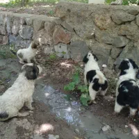 توله قدر جونی