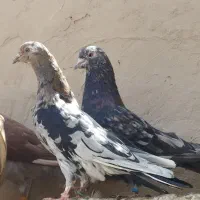 سرور