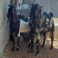 سلام خدمت دوستان