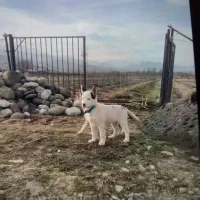 توله سگ هاسکی