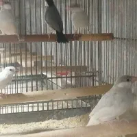فنچ نرگسی وکراواتی وگلدین جوجه