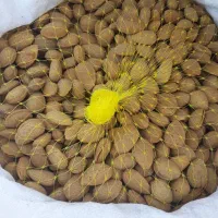 بادام یه پوست امساله