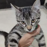 واگذاری رایگان دو بچه گربه DSH